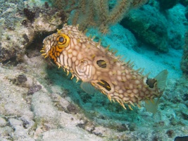 Web Burrfish IMG 6098